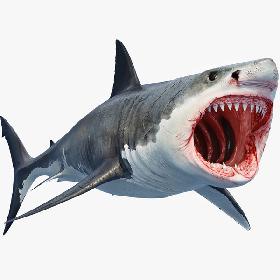 3D Great Shark White